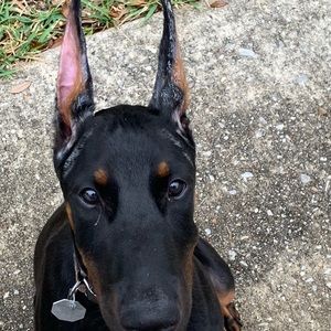 Meet your Posher, Donald